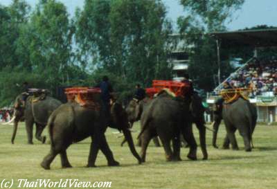 Elephants round up