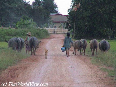 Buffalo in countryside