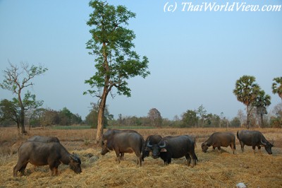 Buffalo in countryside