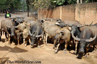 Buffaloes in Tiger temple