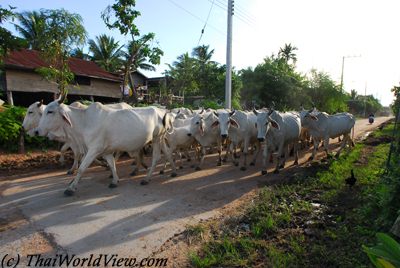 Cows in countryside