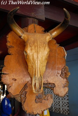 Buffalo skull