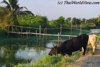 Buffalo in countryside