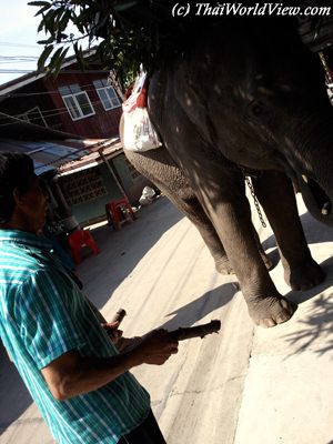 Elephant in village