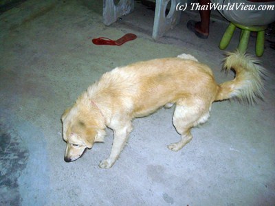 Thai Dog