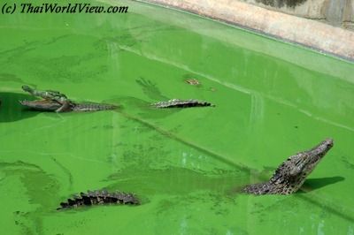 Crocodiles