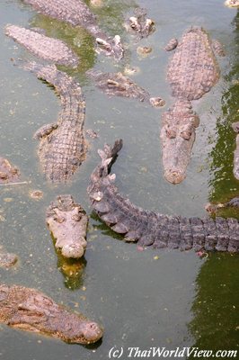 Crocodiles