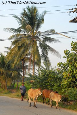 Thai cows