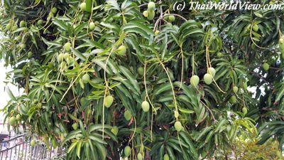 Mangoes trees