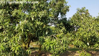 Mangoes trees