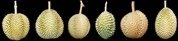 Old varieties of durians rarely seen in fruit markets