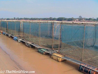 Mekong fishes