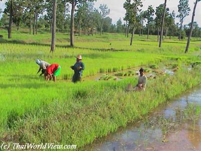 Working in paddy fields