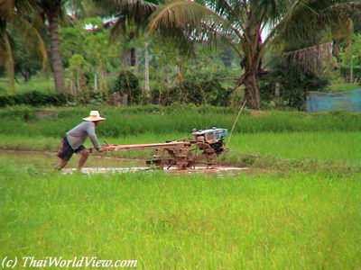 Rice fields