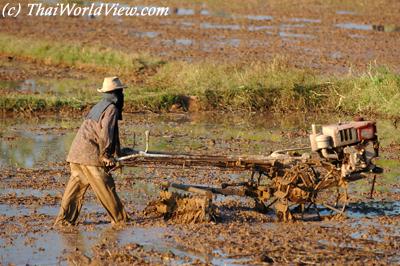 Rice fields