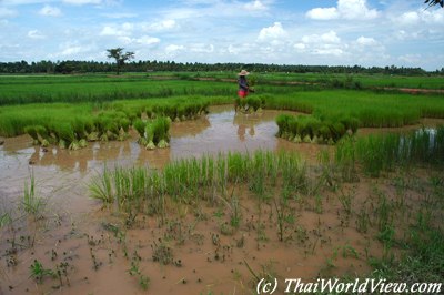 Northeastern farmers