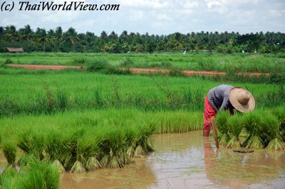 Green rice fields