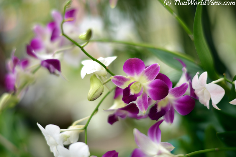 Orchids - Nakhon Pathom