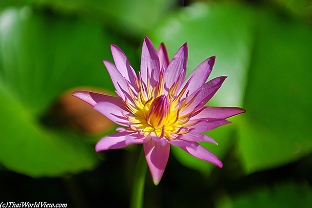 Lotus - Nongkhai province