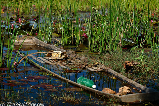 Boat in lotus pond - ThaBo district - Nongkhai province