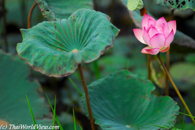 Lotus Flower - Tha Bo