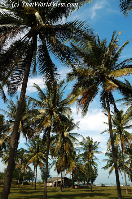 Palm trees - Pranburi