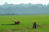 Rice fields