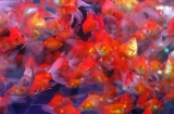 Goldfish Market