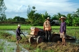 Thai farmers