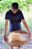 Threshing rice