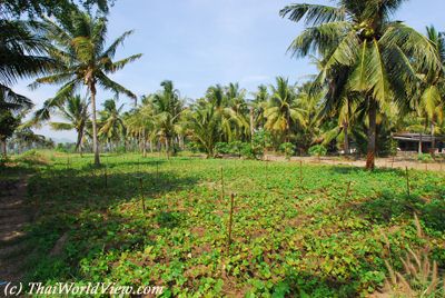 Local Agriculture