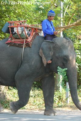 Elephant and mahout