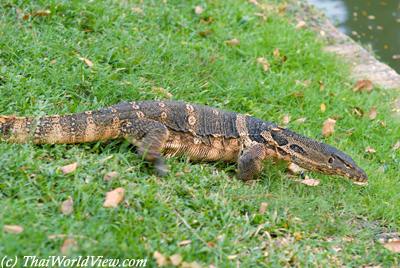 Water monitor