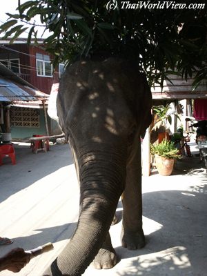 Elephant in village