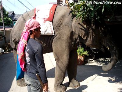 Elephant in village