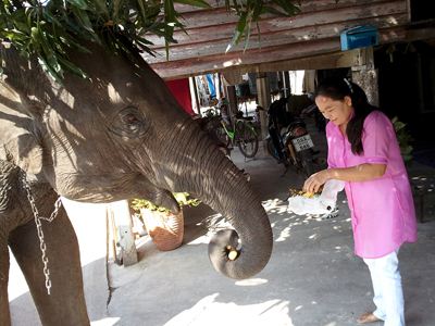 Elephant in village