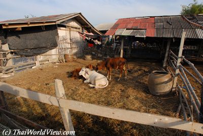 Thai cows