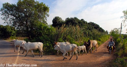 Thai cows