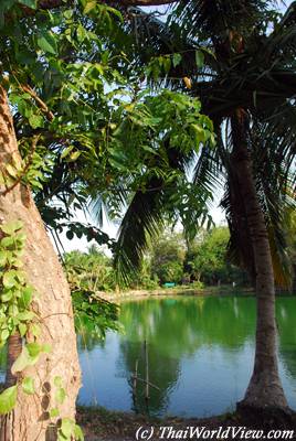 Shrimp field