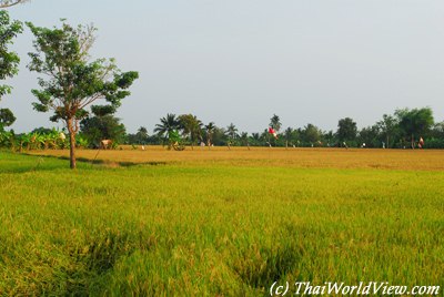 Rice fields