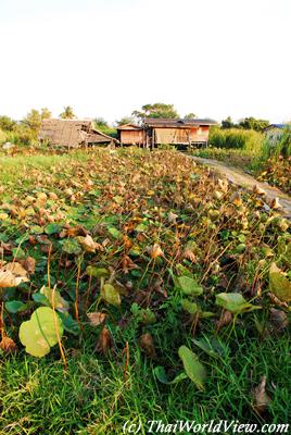 Lotus field