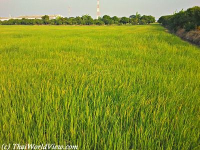 Rice field