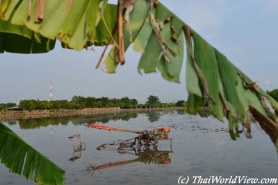 Rice field