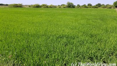 Rice fields