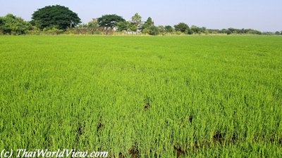 Rice fields