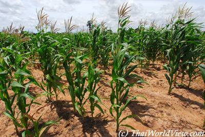 Commercial crops