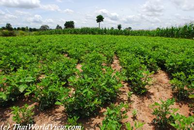 Commercial crops