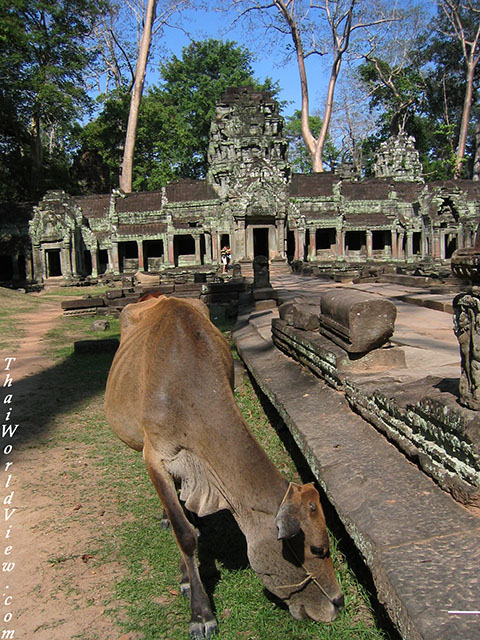 Cow eating grass - Ta Prohm temple
