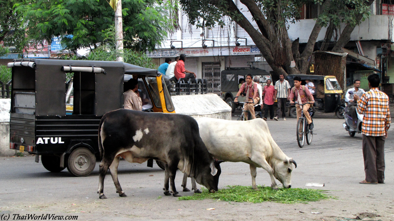 Cow - Udaipur