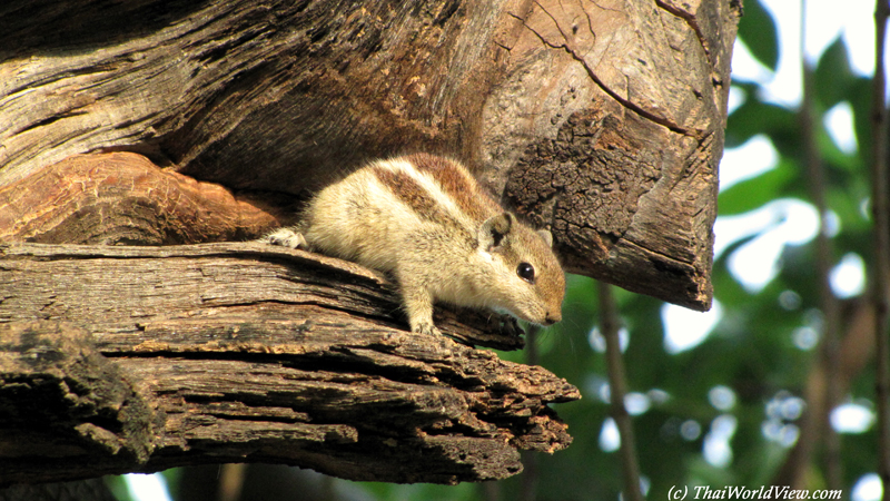 Squirrel - Udaipur